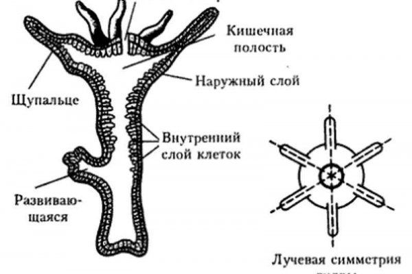 Что такое кракен маркет торкнет