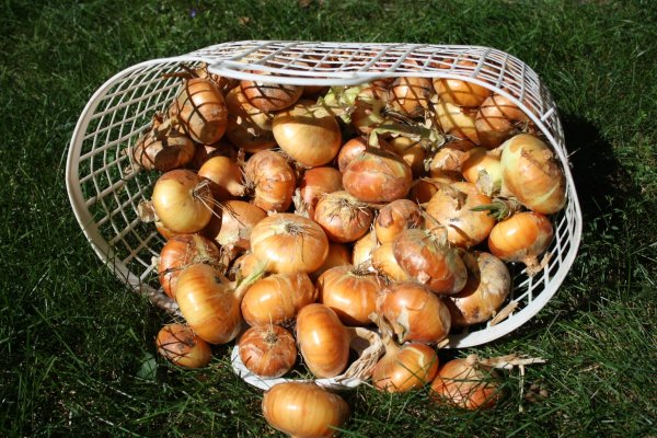 Ссылки кракен телеграф