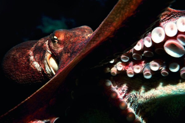 Kraken зеркало даркнет